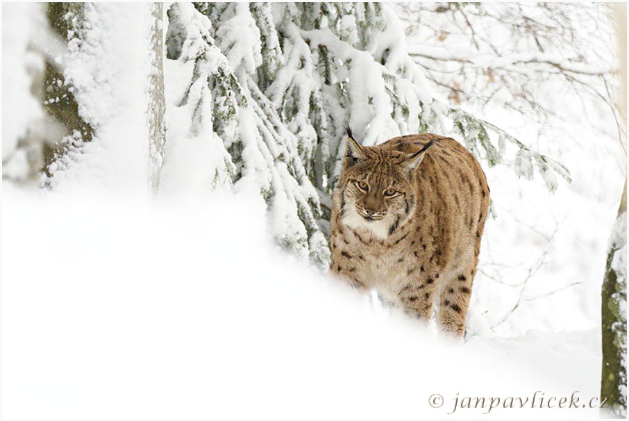 Rys ostrovid , Lynx lynx