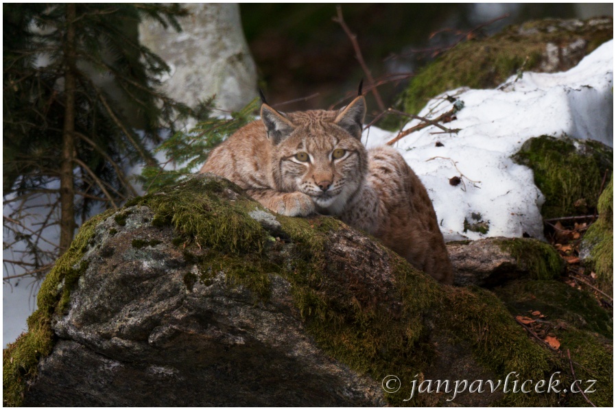  Rys ostrovid , Lynx lynx