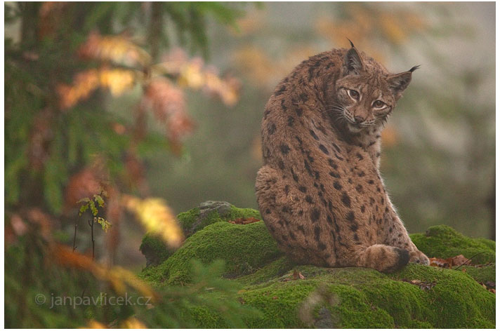 Rys ostrovid (Lynx lynx)