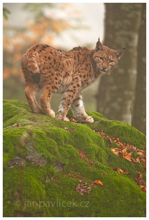 Rys ostrovid (Lynx lynx)