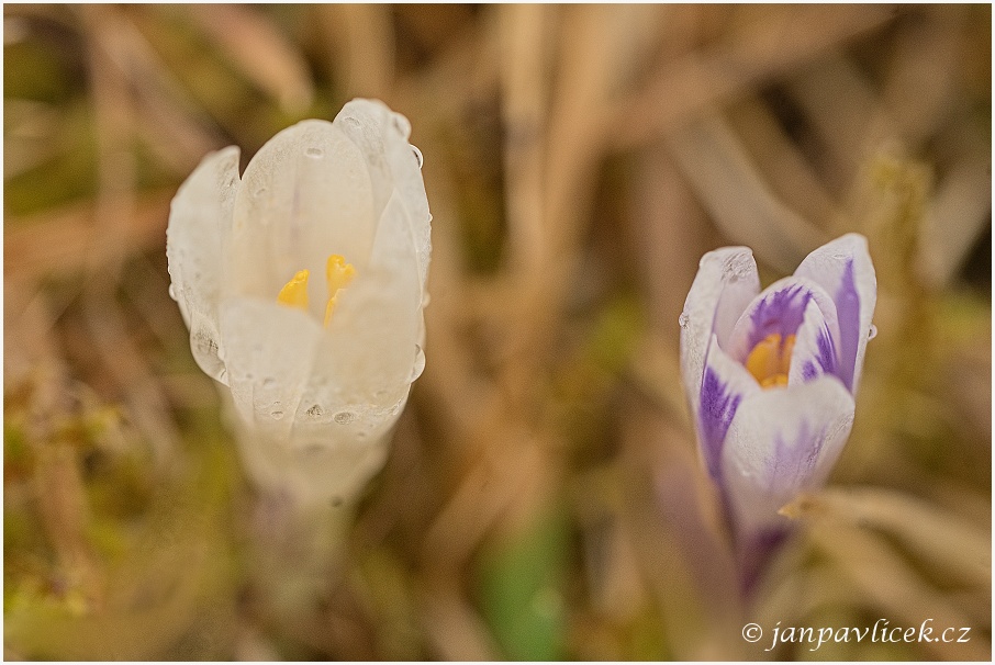 Šafrán jarní (Crocus vernus)