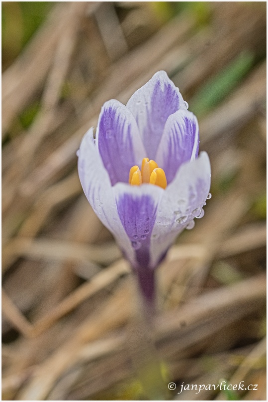 Šafrán jarní (Crocus vernus)