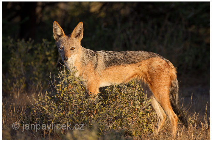 Šakal čabrakový (Canis mesomelas) 