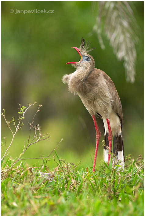 Seriema rudozobá (Cariama cristata) 