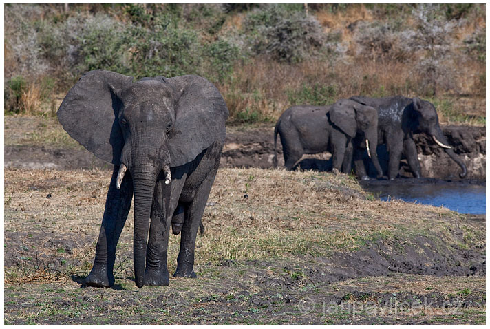 Slon africký (Loxodonta africana)