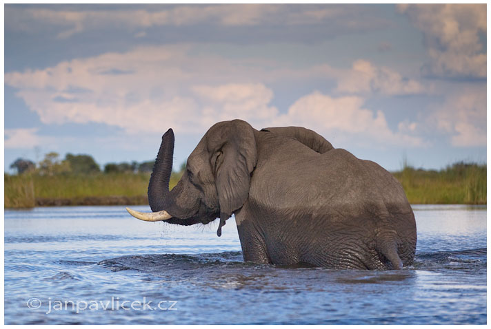 Slon africký (Loxodonta africana)