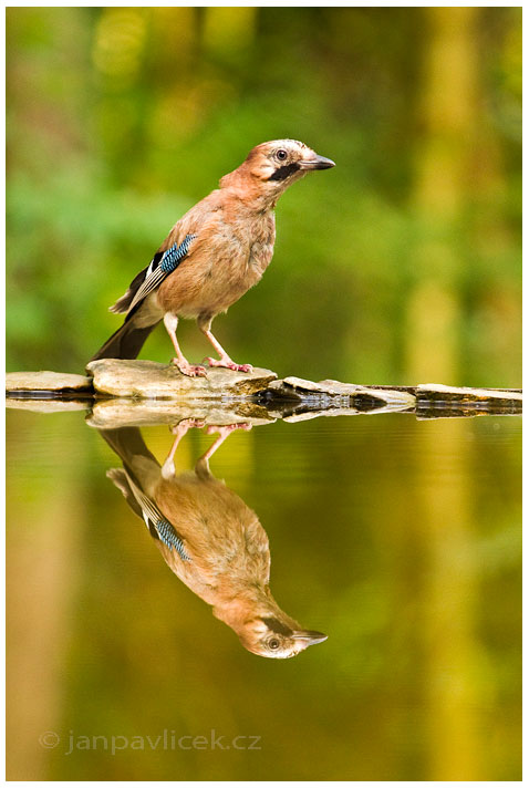 Sojka obecná  (Garrulus glandarius)