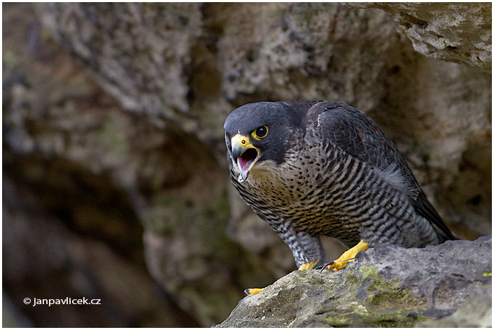 Sokol stěhovavý (Falco peregrinus)