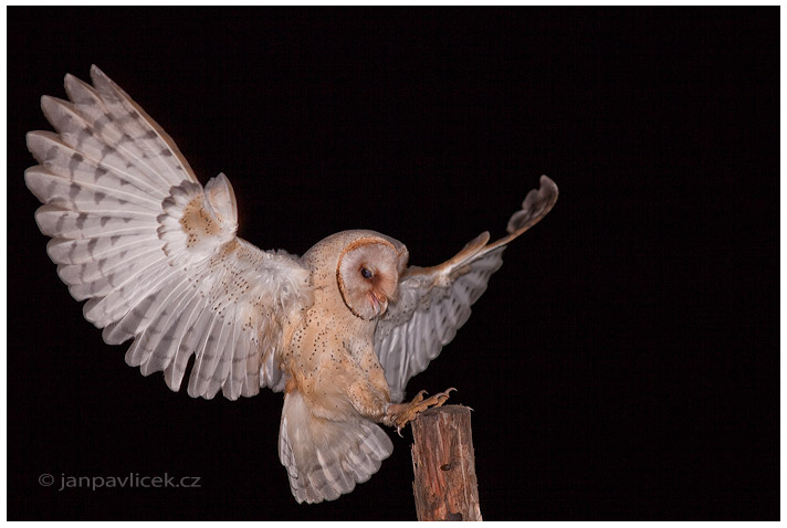 Sova pálená (Tyto alba)