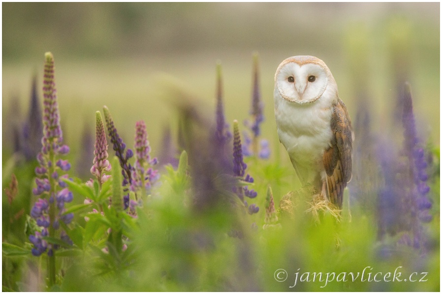 Sova pálená (Tyto alba)