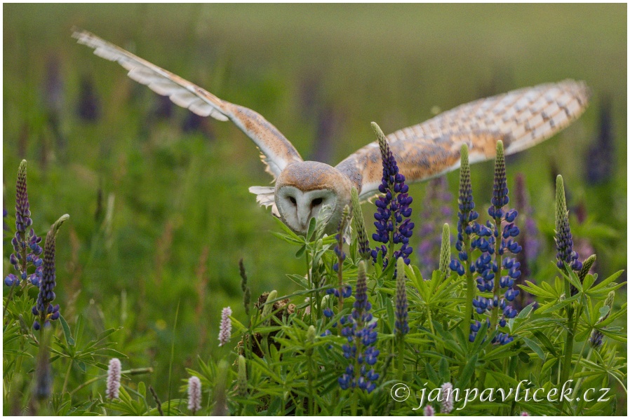 Sova pálená (Tyto alba)