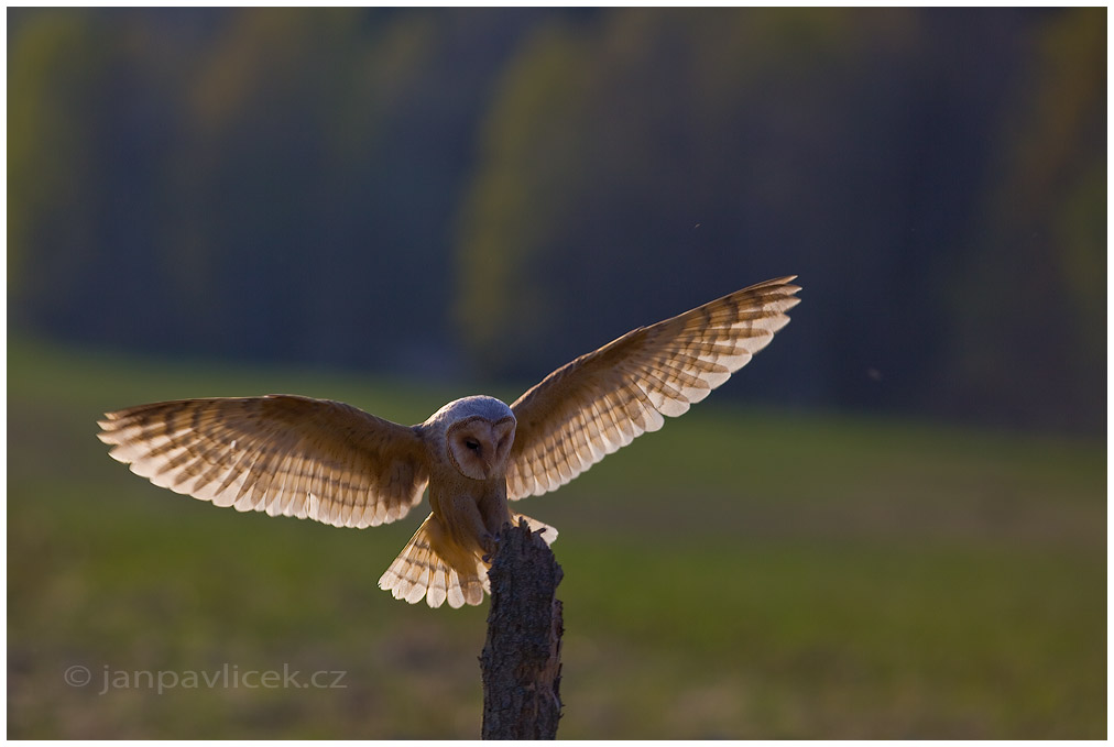 Sova pálená   (Tyto alba)