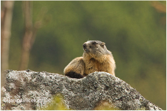 Svišť horský, svišť alpský (Marmota marmota)