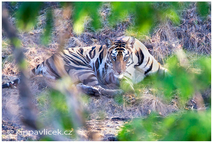 Tygr bengálský (Panthera tigris tigris) - ČLÁNEK V BLOGU 
