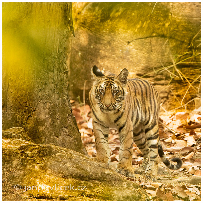 Tygr bengálský (Panthera tigris tigris) - ČLÁNEK V BLOGU