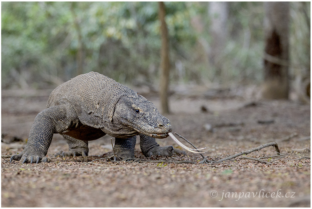 Varan komodský (Varanus komodoensis) 