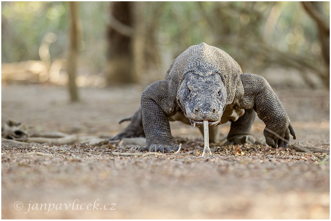 Varan komodský (Varanus komodoensis) 