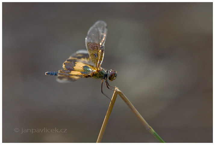 Vážka (Odonata)