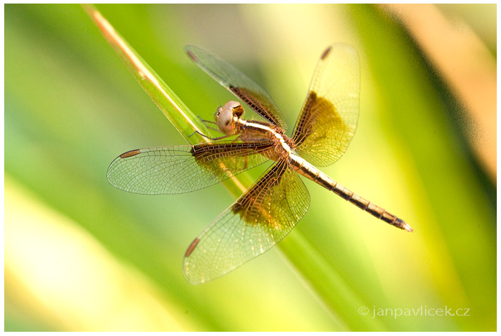 Vážka (Odonata) 