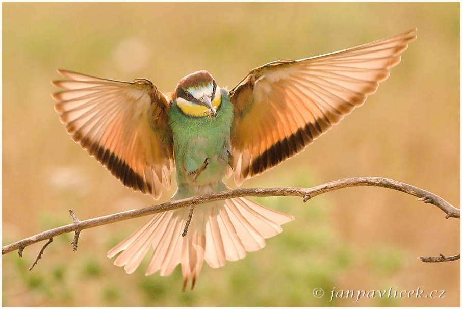 Vlha pestrá (Merops apiaster)