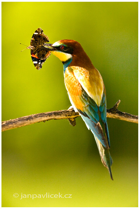 Vlha pestrá (Merops apiaster)