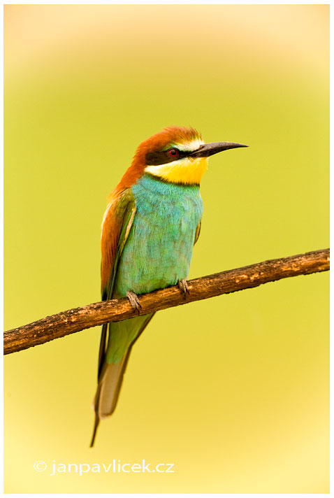 Vlha pestrá (Merops apiaster)