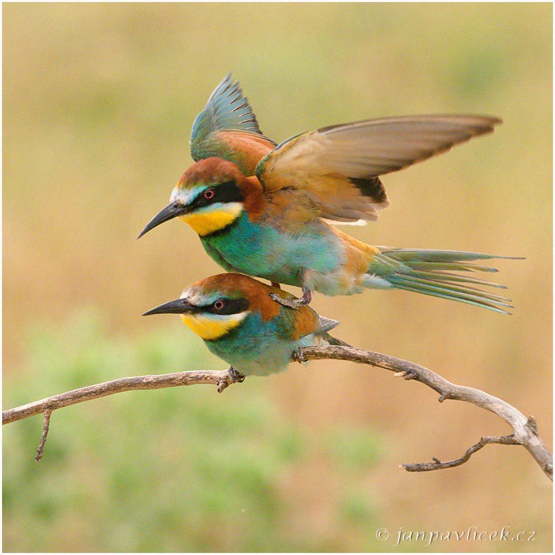 Vlha pestrá, páření (Merops apiaster)