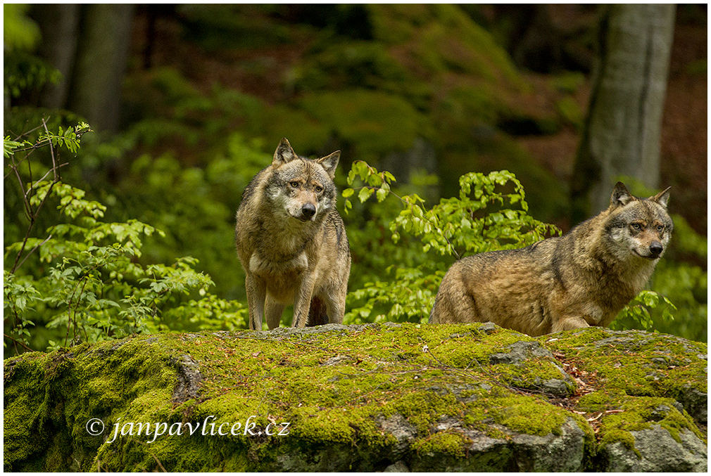 Vlk eurasijský (Canis lupus )