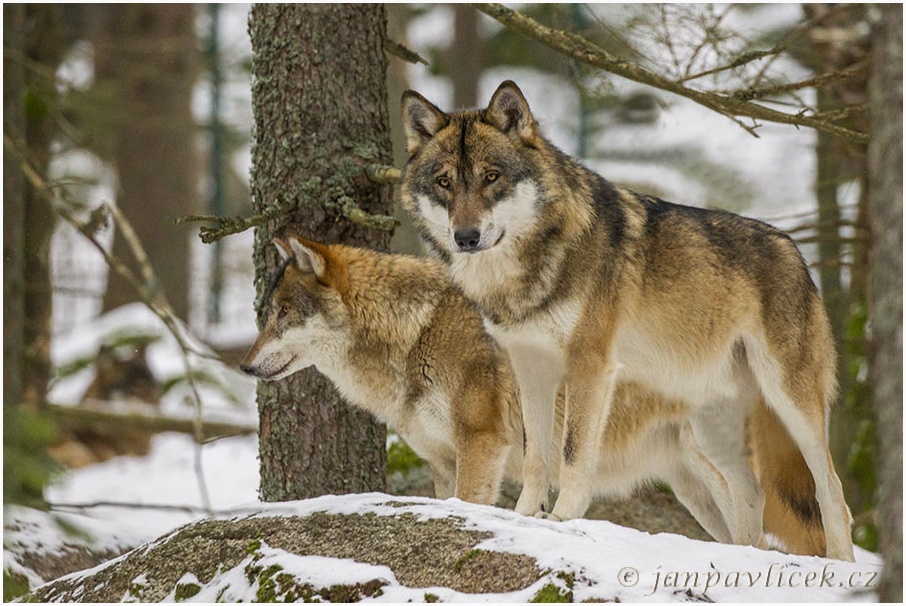 Vlk eurasijský (Canis lupus)