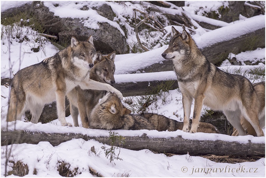 Vlk eurasijský (Canis lupus)