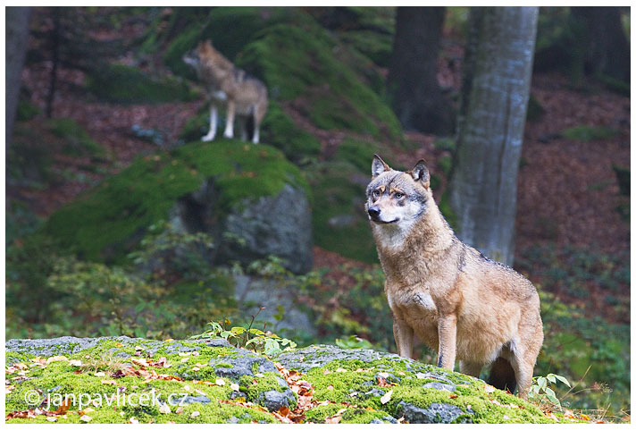 Vlk eurasijský  (Canis lupus)