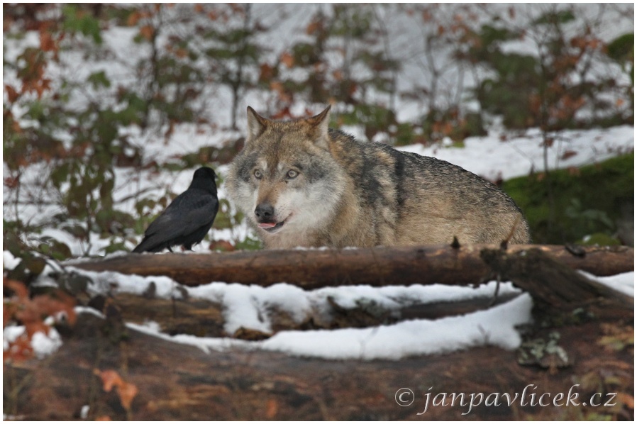 Vlk eurasijský (Canis lupus)  vs. Krkavec velký (Corvus corax)