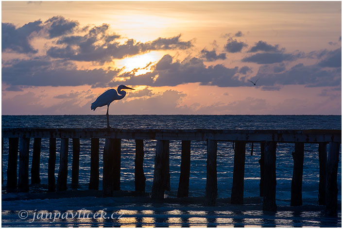 Volavka bílá (Ardea alba)