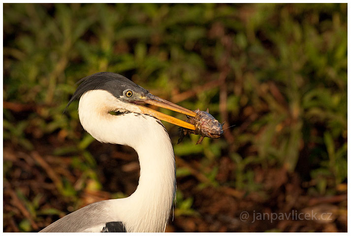 Volavka popelavá  ( Ardea cinerea )