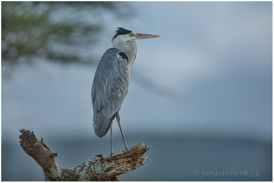 Volavka popelavá (Ardea cinerea)