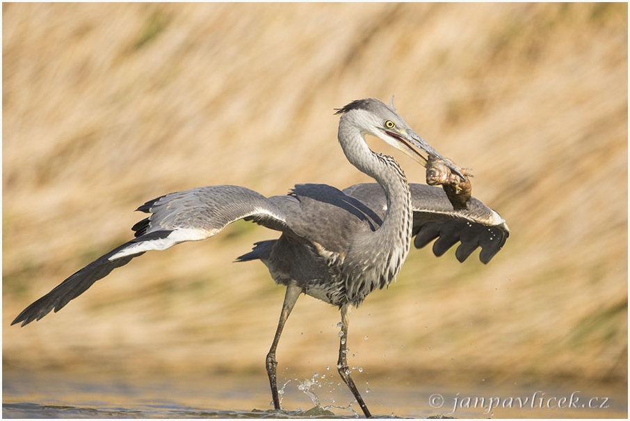 Volavka popelavá (Ardea cinerea)