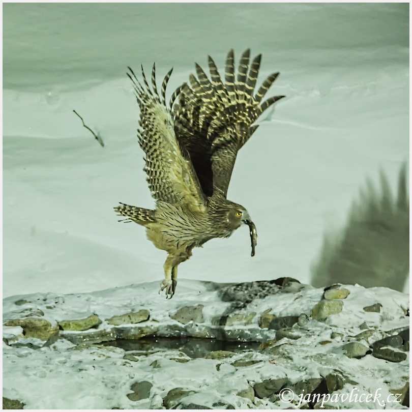 Výr Blakistonův, Blakiston's fish owl (Bubo blakistoni)