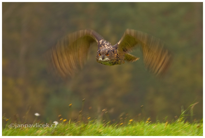 Výr velký  (Bubo bubo)