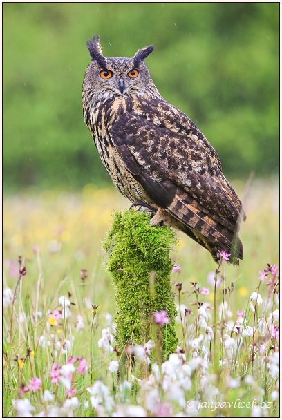 Výr velký (Bubo bubo)