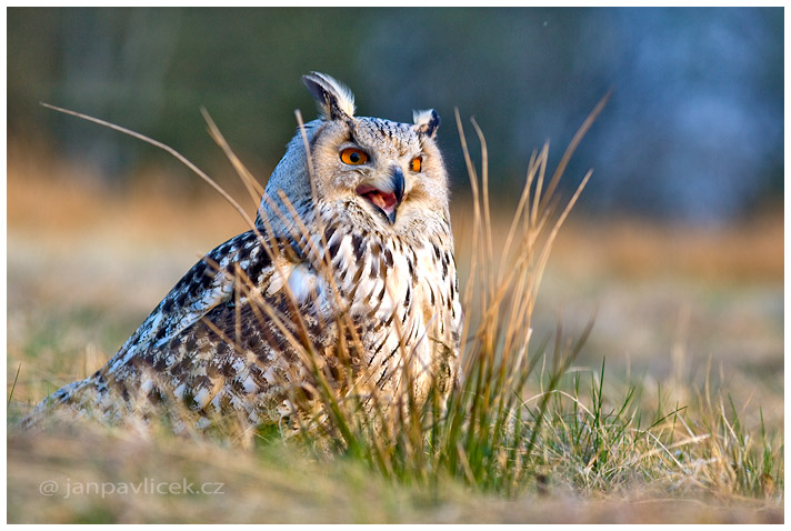 Výr velký sibiřský (Bubo bubo) 