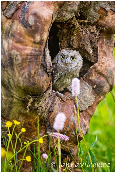 Výreček malý (Otus scops)