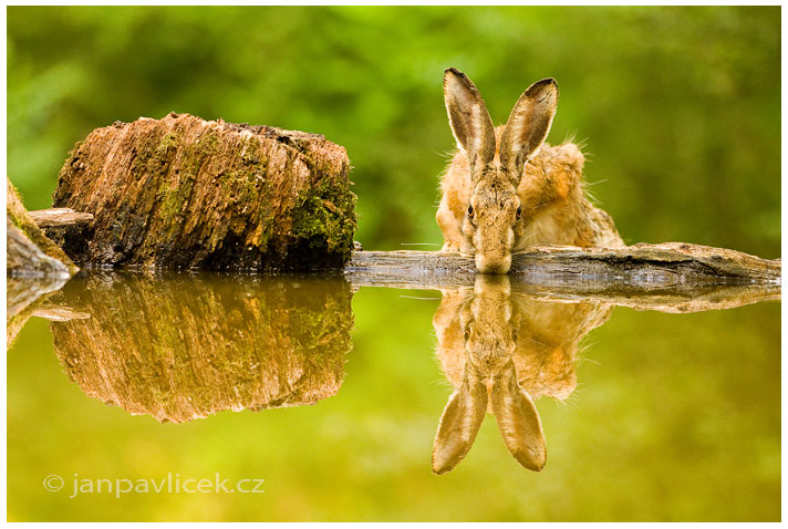 Zajíc polní (Lepus europaeus)