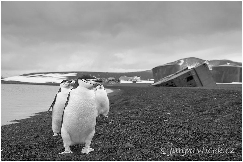 Zátoka velrybářů,  Whaler´s Bay /Tučňák uzdičkový (Pygoscelis antarctica) - osada byla zavalena bahnem při vulkanické erupci v r.1969