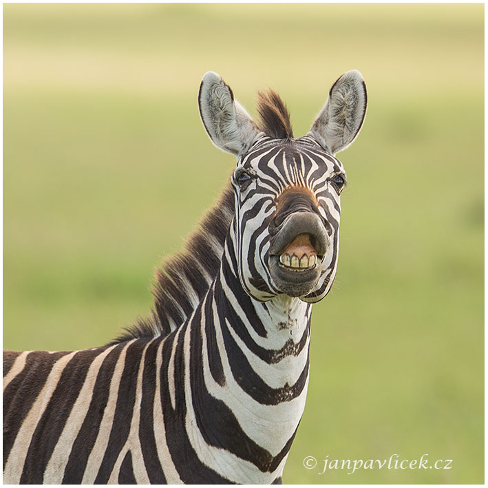 Zebra stepní/Zebra Burchellova (Equus quagga)