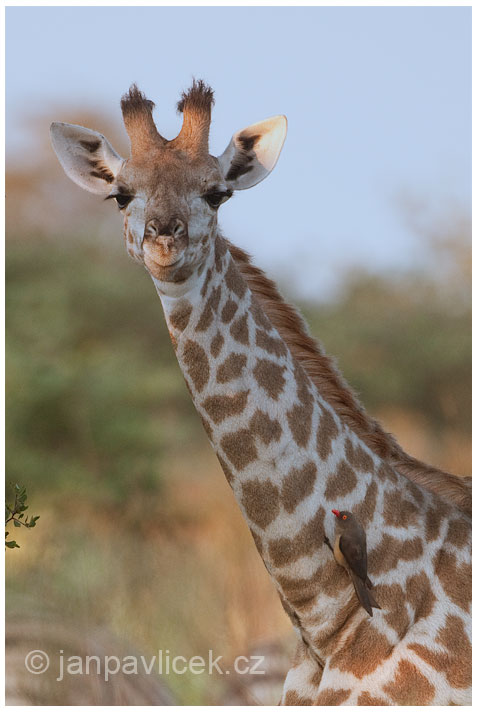 Žirafa (Giraffa camelopardalis), Klubák červenozobý (Buphagus erythrorhynchus)