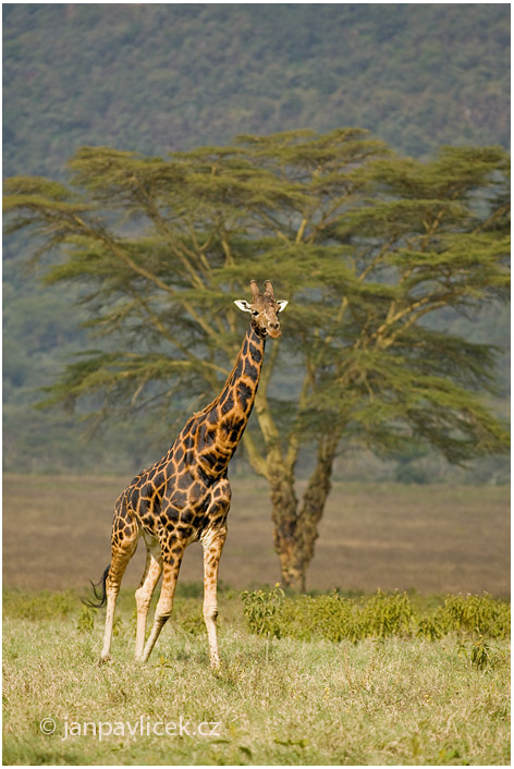 Žirafa Rothschildova (Giraffa camelopardalis rothschildi), 