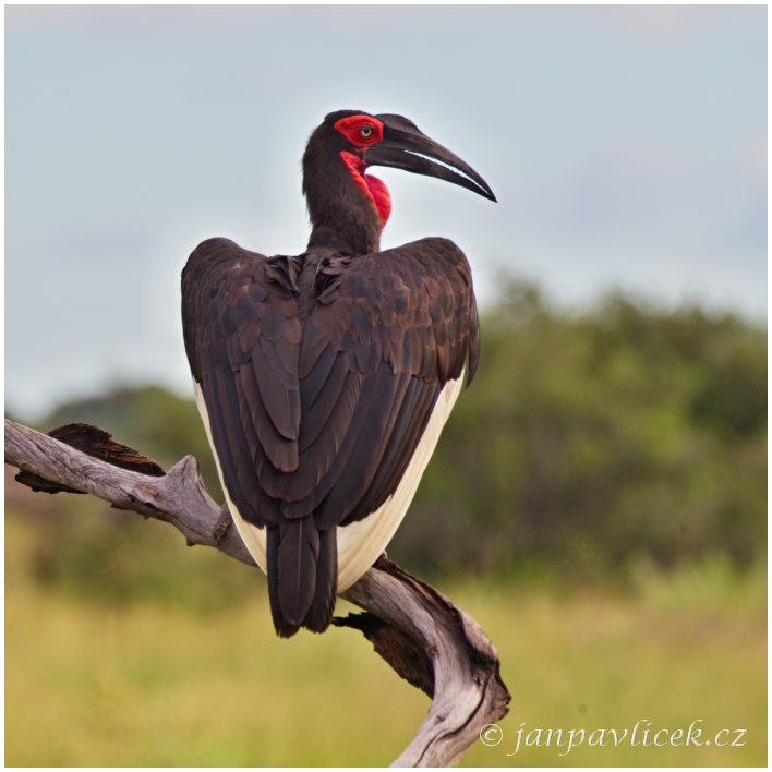 Zoborožec kaferský (Bucorvus leadbeateri)