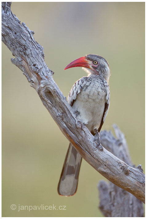 Zoborožec rudozobý (Tockus erythrorhynchus)