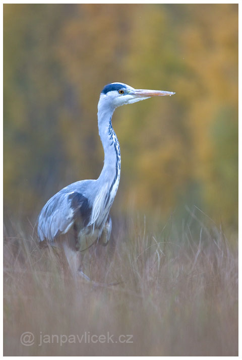 FOTO 3 – Volavka popelavá (Ardea cinerea) , PORTRÉT - 7708