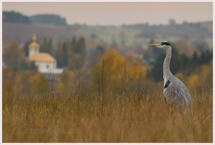 FOTO 8 – Volavka popelavá (Ardea cinerea) v krajině s kostelem – 7674